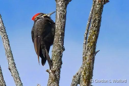 Pileated Woodpecker_P1030067.jpg - Pileated Woodpecker (Dryocopus pileatus) photographed at Ottawa, Ontario, Canada.